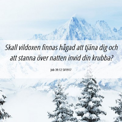 Picture 06 - Job 39:12 SV1917 - Skall vildoxen finnas hågad att tjäna dig och - Bible Verse Picture