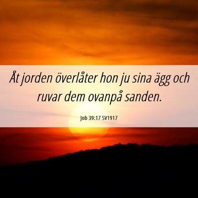 Picture 06 - Job 39:17 SV1917 - Åt jorden överlåter hon ju sina ägg och ruvar - Bible Verse Picture