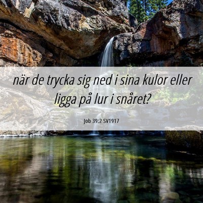 Picture 06 - Job 39:2 SV1917 - när de trycka sig ned i sina kulor eller ligga - Bible Verse Picture
