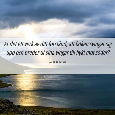 Picture 06 - Job 39:29 SV1917 - Är det ett verk av ditt förstånd, att falken - Bible Verse Picture