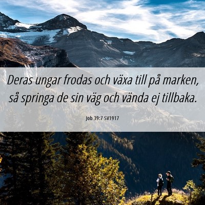 Picture 06 - Job 39:7 SV1917 - Deras ungar frodas och växa till på marken, så - Bible Verse Picture