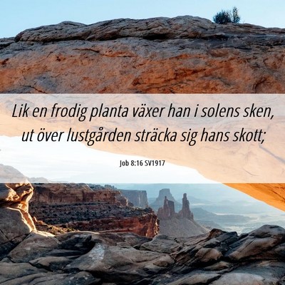 Picture 06 - Job 8:16 SV1917 - Lik en frodig planta växer han i solens sken, ut - Bible Verse Picture