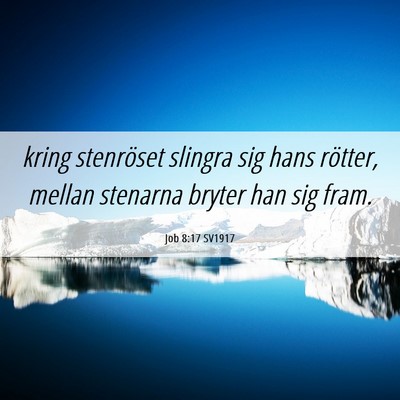 Picture 06 - Job 8:17 SV1917 - kring stenröset slingra sig hans rötter, mellan - Bible Verse Picture