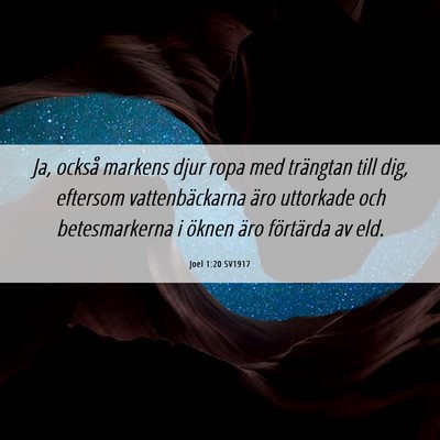 Picture 06 - Joel 1:20 SV1917 - Ja, också markens djur ropa med trängtan till - Bible Verse Picture
