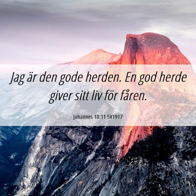 Picture 06 - Johannes 10:11 SV1917 - Jag är den gode herden. En god herde giver sitt - Bible Verse Picture