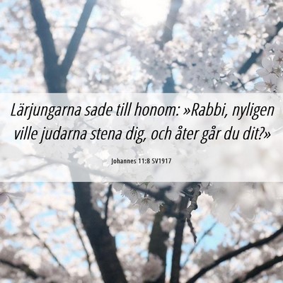 Picture 06 - Johannes 11:8 SV1917 - Lärjungarna sade till honom: »Rabbi, nyligen - Bible Verse Picture