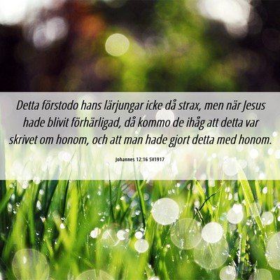 Picture 06 - Johannes 12:16 SV1917 - Detta förstodo hans lärjungar icke då strax, - Bible Verse Picture