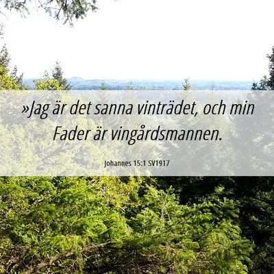 Picture 06 - Johannes 15:1 SV1917 - »Jag är det sanna vinträdet, och min Fader är - Bible Verse Picture