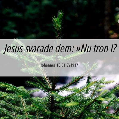 Picture 06 - Johannes 16:31 SV1917 - Jesus svarade dem: »Nu tron - Bible Verse Picture