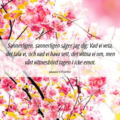 Picture 06 - Johannes 3:11 SV1917 - Sannerligen, sannerligen säger jag dig: Vad vi - Bible Verse Picture