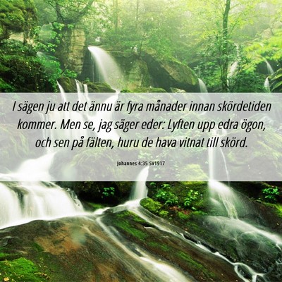 Picture 06 - Johannes 4:35 SV1917 - I sägen ju att det ännu är fyra månader innan - Bible Verse Picture