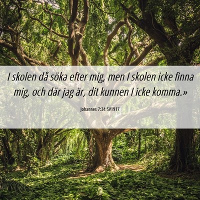 Picture 06 - Johannes 7:34 SV1917 - I skolen då söka efter mig, men I skolen icke - Bible Verse Picture