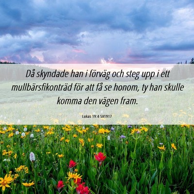 Picture 06 - Lukas 19:4 SV1917 - Då skyndade han i förväg och steg upp i ett - Bible Verse Picture