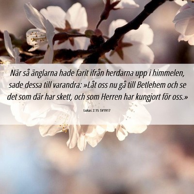 Picture 06 - Lukas 2:15 SV1917 - När så änglarna hade farit ifrån herdarna upp - Bible Verse Picture