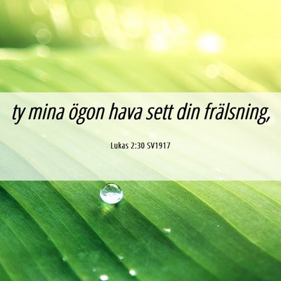 Picture 06 - Lukas 2:30 SV1917 - ty mina ögon hava sett din - Bible Verse Picture