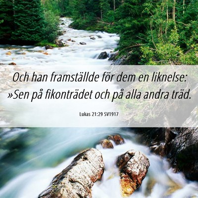 Picture 06 - Lukas 21:29 SV1917 - Och han framställde för dem en liknelse: »Sen - Bible Verse Picture
