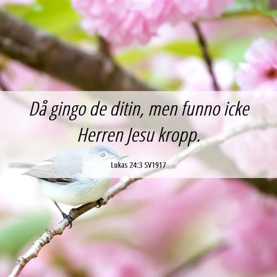 Picture 06 - Lukas 24:3 SV1917 - Då gingo de ditin, men funno icke Herren Jesu - Bible Verse Picture