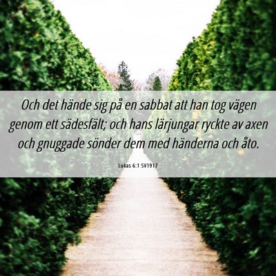Picture 06 - Lukas 6:1 SV1917 - Och det hände sig på en sabbat att han tog - Bible Verse Picture
