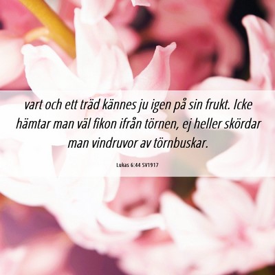 Picture 06 - Lukas 6:44 SV1917 - vart och ett träd kännes ju igen på sin frukt. - Bible Verse Picture