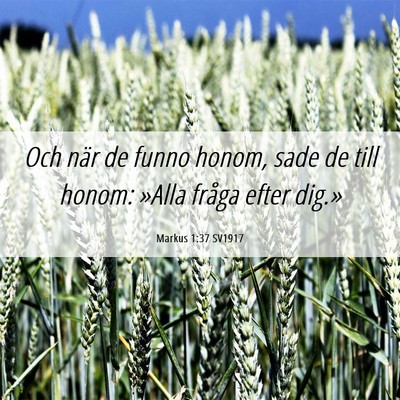 Picture 06 - Markus 1:37 SV1917 - Och när de funno honom, sade de till honom: - Bible Verse Picture