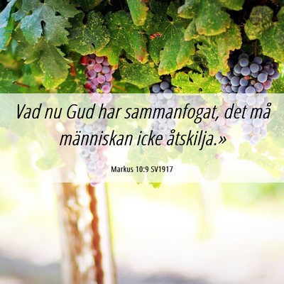 Picture 06 - Markus 10:9 SV1917 - Vad nu Gud har sammanfogat, det må människan - Bible Verse Picture
