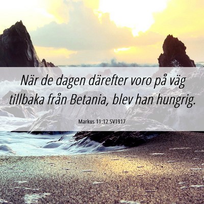 Picture 06 - Markus 11:12 SV1917 - När de dagen därefter voro på väg tillbaka - Bible Verse Picture