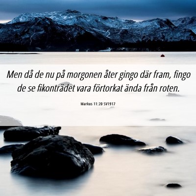 Picture 06 - Markus 11:20 SV1917 - Men då de nu på morgonen åter gingo där fram, - Bible Verse Picture