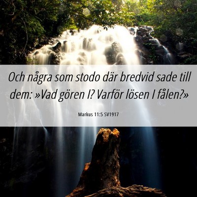 Picture 06 - Markus 11:5 SV1917 - Och några som stodo där bredvid sade till dem: - Bible Verse Picture