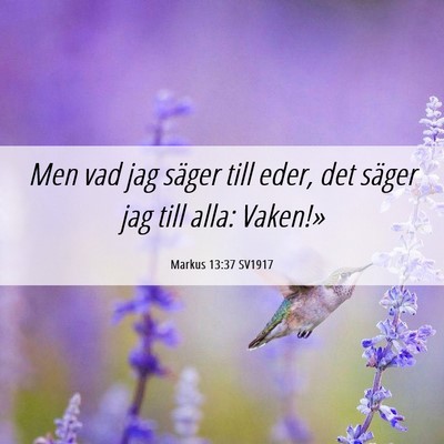 Picture 06 - Markus 13:37 SV1917 - Men vad jag säger till eder, det säger jag till - Bible Verse Picture
