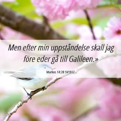 Picture 06 - Markus 14:28 SV1917 - Men efter min uppståndelse skall jag före eder - Bible Verse Picture