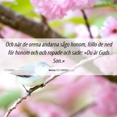 Picture 06 - Markus 3:11 SV1917 - Och när de orena andarna sågo honom, föllo de - Bible Verse Picture