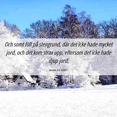Picture 06 - Markus 4:5 SV1917 - Och somt föll på stengrund, där det icke hade - Bible Verse Picture
