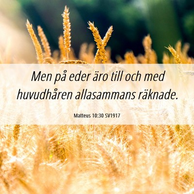 Picture 06 - Matteus 10:30 SV1917 - Men på eder äro till och med huvudhåren - Bible Verse Picture