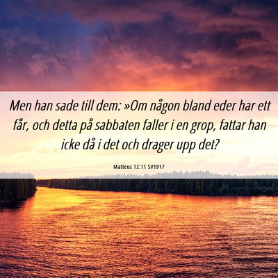 Picture 06 - Matteus 12:11 SV1917 - Men han sade till dem: »Om någon bland eder har - Bible Verse Picture