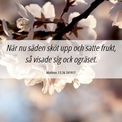Picture 06 - Matteus 13:26 SV1917 - När nu säden sköt upp och satte frukt, så - Bible Verse Picture