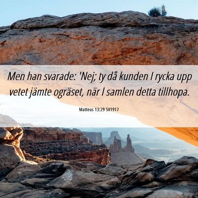Picture 06 - Matteus 13:29 SV1917 - Men han svarade: 'Nej; ty då kunden I rycka upp - Bible Verse Picture