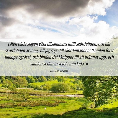 Picture 06 - Matteus 13:30 SV1917 - Låten båda slagen växa tillsammans intill - Bible Verse Picture