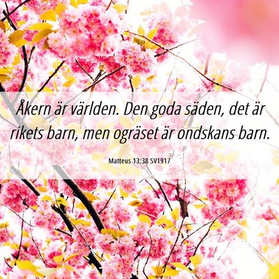Picture 06 - Matteus 13:38 SV1917 - Åkern är världen. Den goda säden, det är - Bible Verse Picture