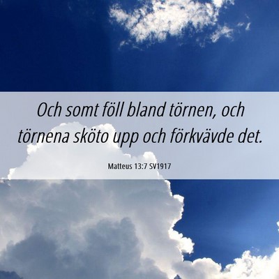 Picture 06 - Matteus 13:7 SV1917 - Och somt föll bland törnen, och törnena sköto - Bible Verse Picture