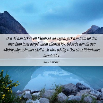Picture 06 - Matteus 21:19 SV1917 - Och då han fick se ett fikonträd vid vägen, - Bible Verse Picture