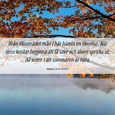 Picture 06 - Matteus 24:32 SV1917 - Ifrån fikonträdet mån I här hämta en - Bible Verse Picture