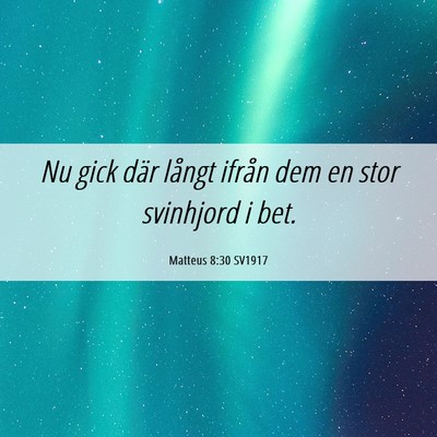Picture 06 - Matteus 8:30 SV1917 - Nu gick där långt ifrån dem en stor svinhjord - Bible Verse Picture