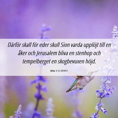 Picture 06 - Mika 3:12 SV1917 - Därför skall för eder skull Sion varda - Bible Verse Picture