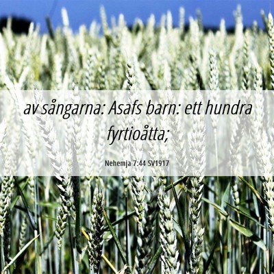 Picture 06 - Nehemja 7:44 SV1917 - av sångarna: Asafs barn: ett hundra - Bible Verse Picture