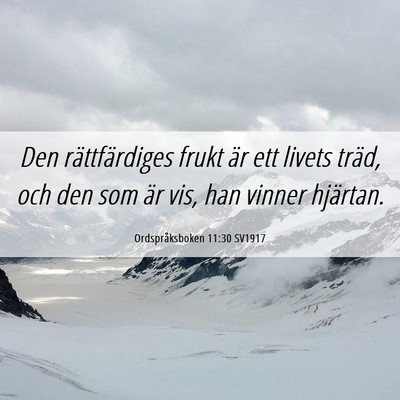 Picture 06 - Ordspråksboken 11:30 SV1917 - Den rättfärdiges frukt är ett livets träd, - Bible Verse Picture