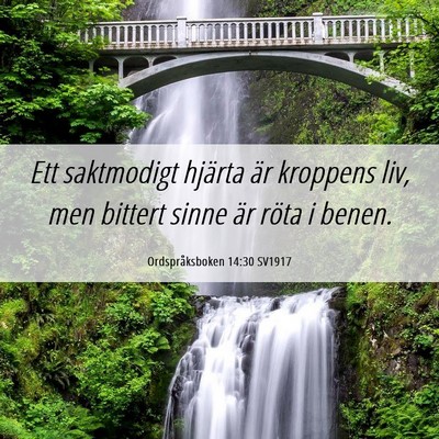 Picture 06 - Ordspråksboken 14:30 SV1917 - Ett saktmodigt hjärta är kroppens liv, men - Bible Verse Picture