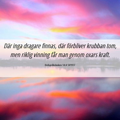 Picture 06 - Ordspråksboken 14:4 SV1917 - Där inga dragare finnas, där förbliver krubban - Bible Verse Picture
