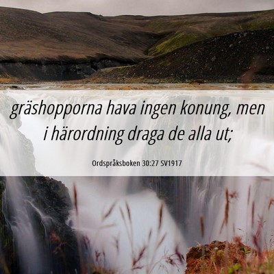 Picture 06 - Ordspråksboken 30:27 SV1917 - gräshopporna hava ingen konung, men i - Bible Verse Picture