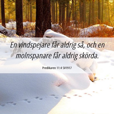 Picture 06 - Predikaren 11:4 SV1917 - En vindspejare får aldrig så, och en - Bible Verse Picture