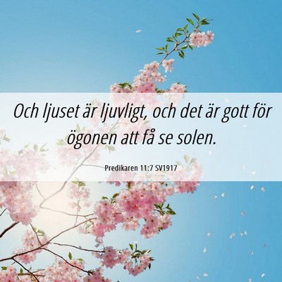 Picture 06 - Predikaren 11:7 SV1917 - Och ljuset är ljuvligt, och det är gott för - Bible Verse Picture